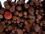 Keeping an eye on the forest biomass export industry – Stand.earth