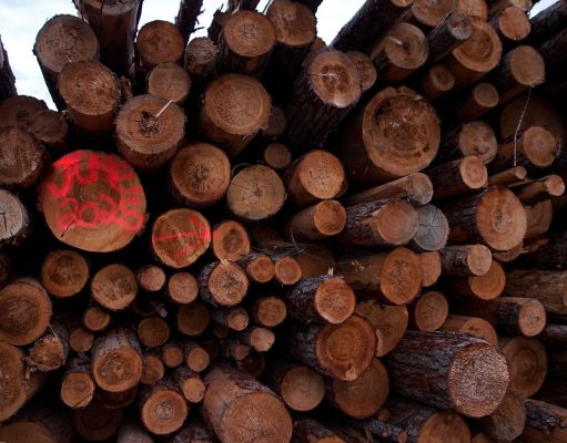 Keeping an eye on the forest biomass export industry – Stand.earth