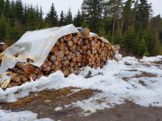Polish oak shortage threatens furniture industry
