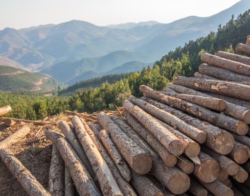 Grade Timber Launches Free Timber Tools to Empower Illinois Landowners in Understanding the Value of Select Harvest