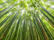 OEM Bamboo Panels vs. Traditional Wood Panels: A Comparative Manufacturing Insight from China’s Leading Factory