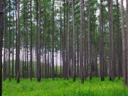 DEEP Announces Receipt of Wood Innovation Grants