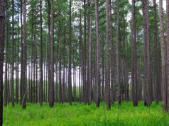 Coweta County man indicted in timber theft case