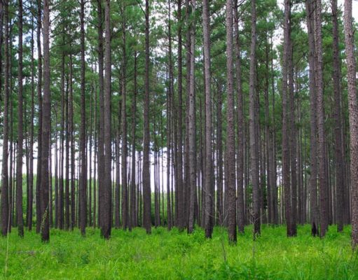 Coweta County man indicted in timber theft case