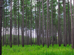 Western Timber Frame Builds Timber Structures With Cabinetry Precision, Patented Engineering, And Integrated Power