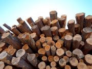Wisconsin launches statewide initiative to support forest products industry